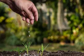 Bahia pode viver crise de fertilizantes - Imagem
