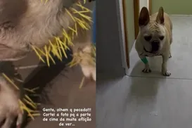 Cachorro de ex-atriz da Globo é internado após ser atacado - Imagem