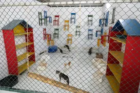 Cães matam gatos com doenças transmissíveis em universidade baiana - Imagem