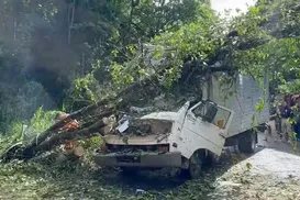 Caminhão é atingido por árvore e duas pessoas morrem no interior da Bahia - Imagem