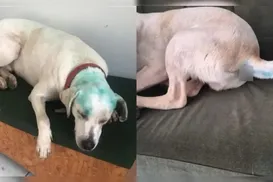 Cão comunitário é pintado em suposto trote e caso gera revolta na web - Imagem