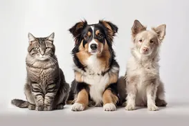 Casos de câncer em cães e gatos crescem 180%; saiba detalhes - Imagem