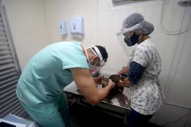 Castração gratuita de cães e gatos chega a Salvador; veja como agendar - Imagem