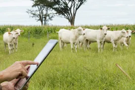 Celular vira balança: conheça os apps que estão revolucionando a pecuária baiana - Imagem