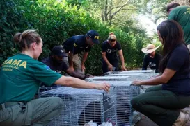 Criadouro de espécie rara de animais é interditado por maus-tratos - Imagem