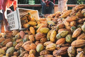 Deputado baiano relata projeto que beneficia produtores de cacau do país - Imagem