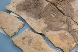 Descoberta na China revela dinossauro com espinhos inéditos - Imagem