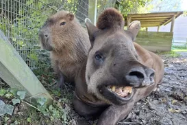 Eutanásia de capivara e anta em zoo causa comoção; entenda o motivo - Imagem