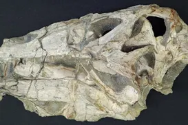 Fóssil de dinossauro retirado ilegalmente do Brasil será devolvido ao país - Imagem