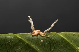Fungo que transforma hospedeiros em "zumbis" é descoberto no Brasil - Imagem
