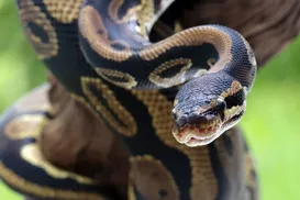 Homem morre após ser picado por cobra em show - Imagem