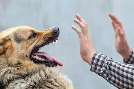 Influenciadora recebe conta de R$ 84 mil após mordida de cachorro - Imagem