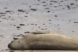 Leão-marinho é brutalmente assassinado em praia do nordeste - Imagem