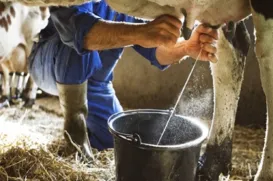 Leite brasileiro entra no radar mundial após descoberta inédita - Imagem