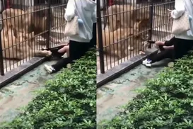 Leoa ultrapassa grades e ataca criança em zoológico; assista - Imagem