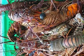 Mais de 50 kg de lagosta são apreendidos durante operação em Salvador - Imagem