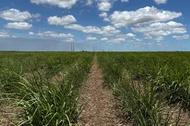 Manejo do solo ganha protagonismo no cultivo da cana-de-açúcar do Nordeste - Imagem