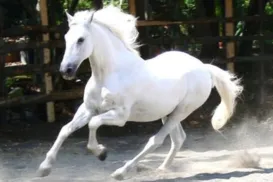 Medalhista olímpico é acusado de vender sêmen de cavalo milionário - Imagem