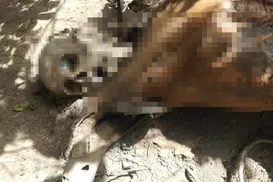 Ossada humana é encontrada às margens da BR-101 no sul da Bahia - Imagem