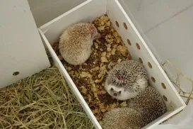 Ouriços africanos resgatados pela PRF recebem dieta especial em Conquista - Imagem