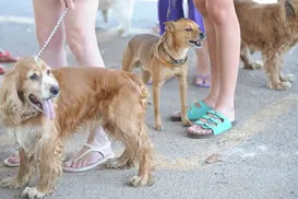 Pode dar multa! Donos de cachorro podem pagar R$ 195 por erro comum - Imagem