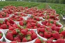 Por que o Brasil lidera produção de morangos, mas fruta ainda falta no mercado? - Imagem