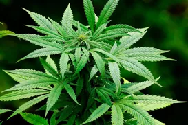 Prejuízo de R$ 45 milhões: 300 mil pés de maconha são erradicados na Bahia - Imagem