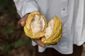 Produtores pressionam por aprovação do PL 1769 para garantir mais cacau no chocolate - Imagem