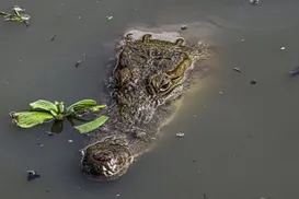 Restos mortais de empresário desaparecido é encontrado dentro de crocodilo - Imagem