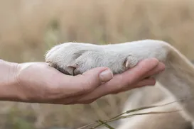 Saiba como deve funcionar enterro de pets junto aos tutores em Salvador - Imagem
