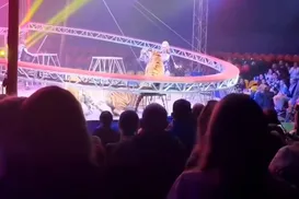 Tigre invade plateia e causa pânico em circo - Imagem