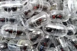 Tráfico de formigas cresce com venda de rainhas por até R$ 1 mil - Imagem