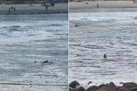 Tubarão ronda crianças em famosa praia brasileira; veja - Imagem