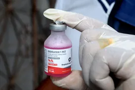 Vacinação antirrábica é realizada em bairros de Salvador; confira cronograma - Imagem