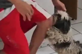 VÍDEO: disputa por cachorro é decidida após reação do animal ao ver tutor - Imagem