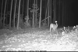 VÍDEO: Onças-pardas são filmadas pela 1ª vez no Litoral Norte da Bahia - Imagem