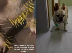 Cachorro de ex-atriz da Globo é internado após ser atacado - Imagem