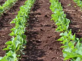 Controle total! Alternativa natural promete eliminar daninhas no alvo - Imagem