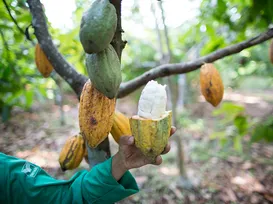 Do Cacau ao Chocolate Premium: Itabuna atrai indústrias e marcas de alto valor - Imagem