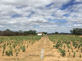 Do sal ao ouro: como água salina tem transformado safra no semiárido - Imagem