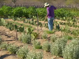 IR 2026 muda regras do campo; veja impacto para produtores rurais - Imagem