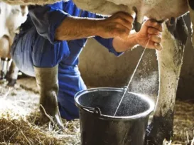 Leite brasileiro entra no radar mundial após descoberta inédita - Imagem
