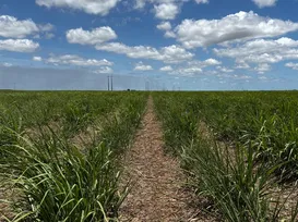 Manejo do solo ganha protagonismo no cultivo da cana-de-açúcar do Nordeste - Imagem