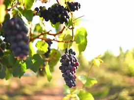 O 'terroir' do Mediterrâneo: Morro do Chapéu virou a nova capital do vinho - Imagem