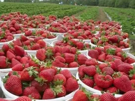 Por que o Brasil lidera produção de morangos, mas fruta ainda falta no mercado? - Imagem