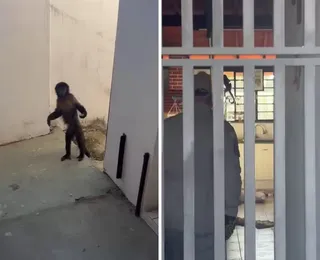 “Achando divertido”: Macaco foge, invade casas e causa mobilização