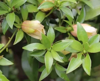 Achou que era mato? Planta nutritiva cresce sozinha no quintal