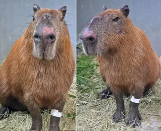 Agressores de capivara são punidos com o Decreto Cão Orelha; entenda