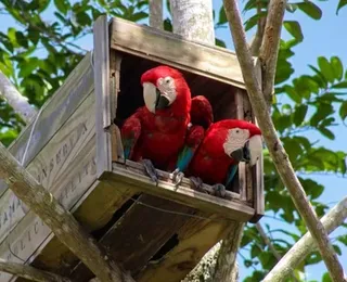 Após 200 anos, arara citada por Caminha volta a nascer na mata baiana