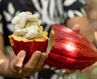 Articulação cacaueira